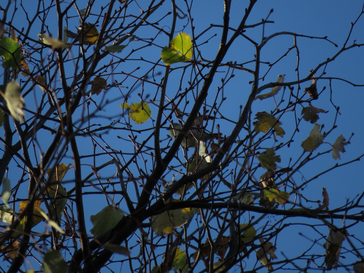 American Goldfinch - ML73511091