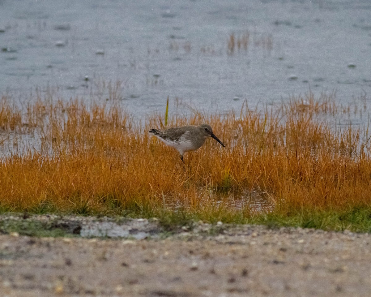 Dunlin - ML73511201