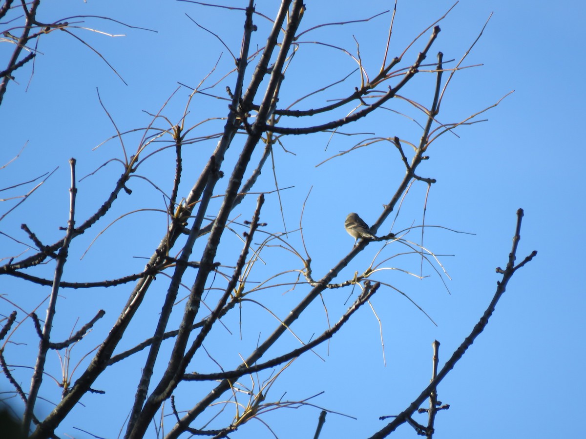 American Goldfinch - ML73511431