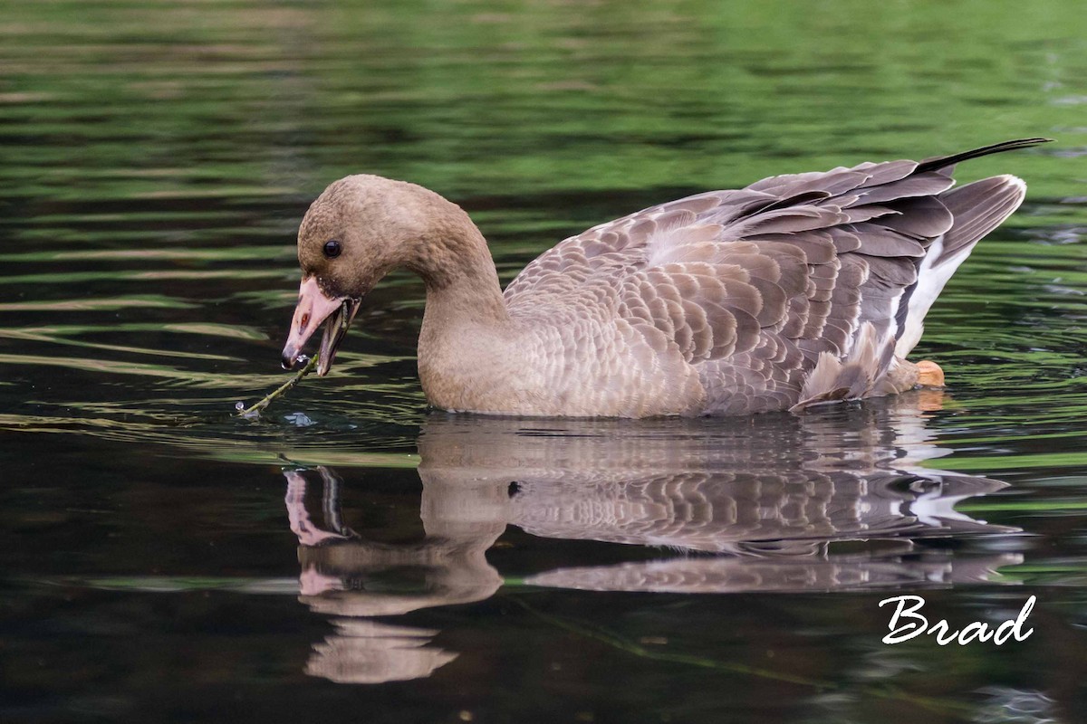 Greater White-fronted Goose - ML73511621