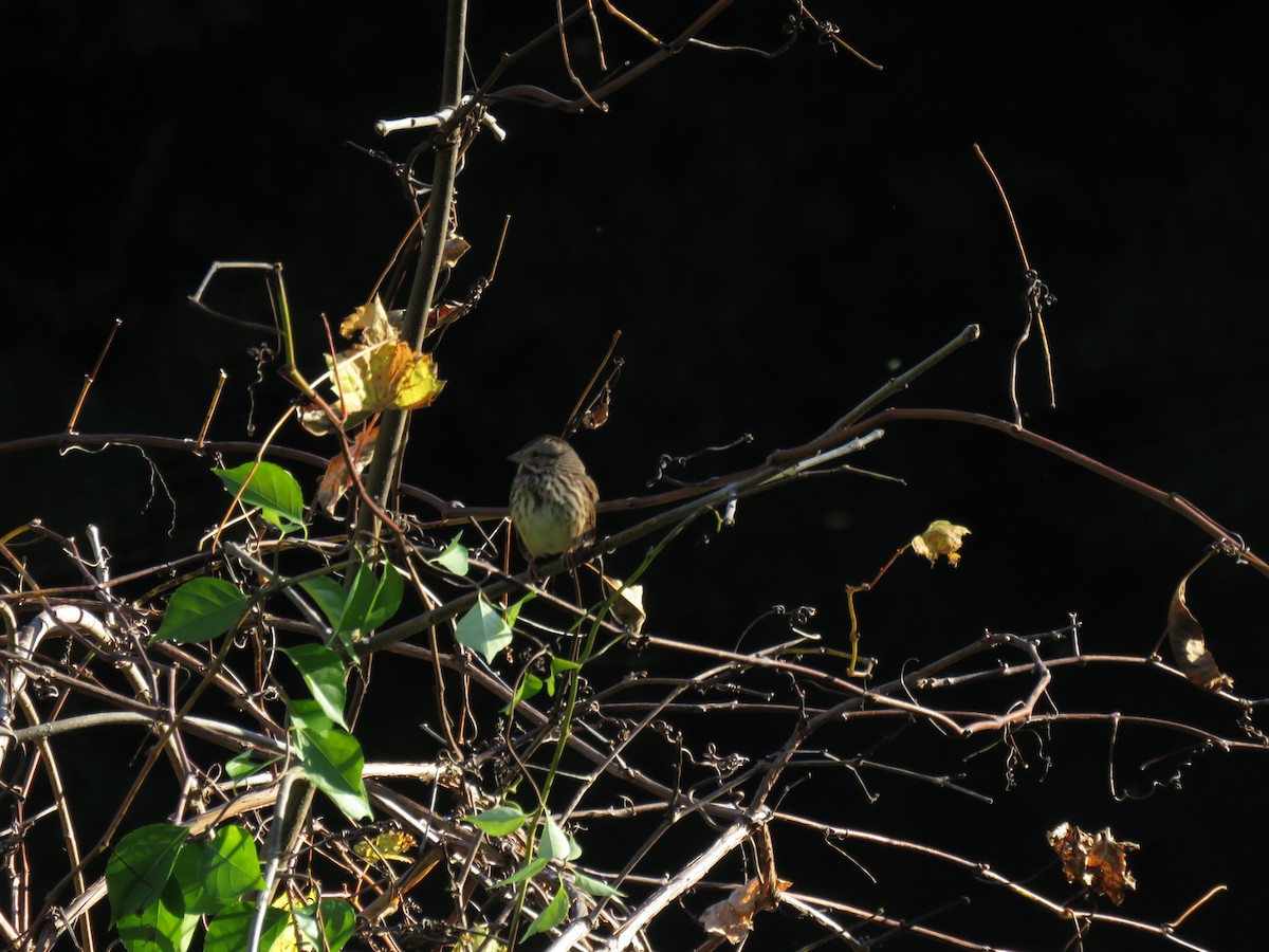 Song Sparrow - ML73511921