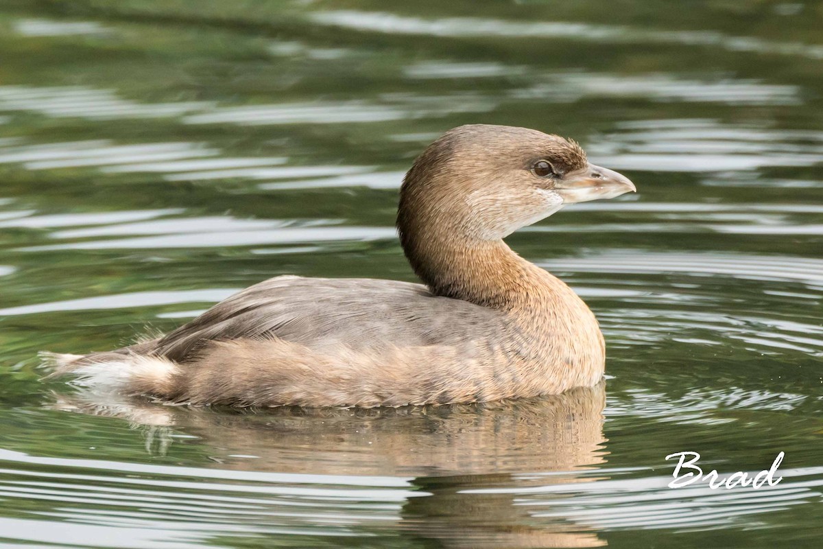 Pied-billed Grebe - ML73512191