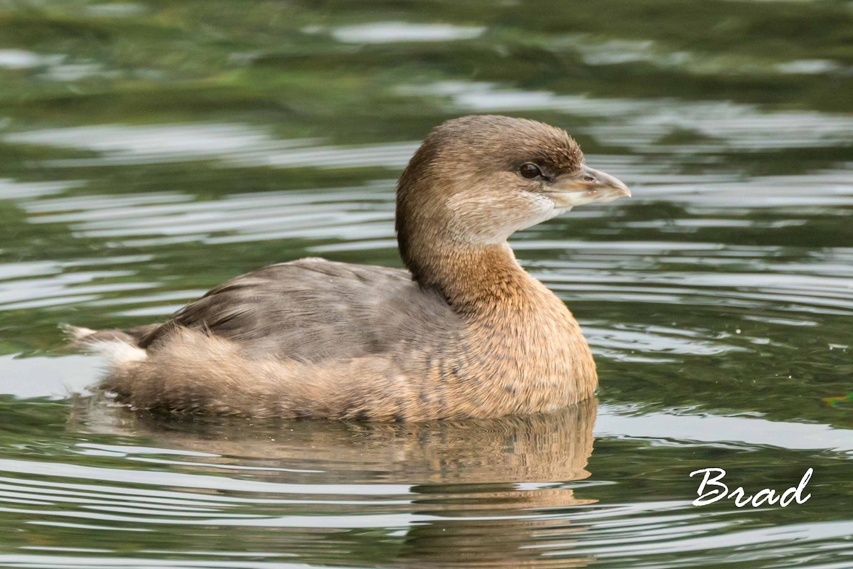 Pied-billed Grebe - ML73512201