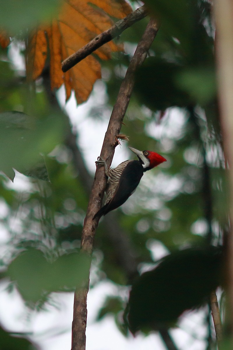 Crimson-crested Woodpecker - Antal Szijj