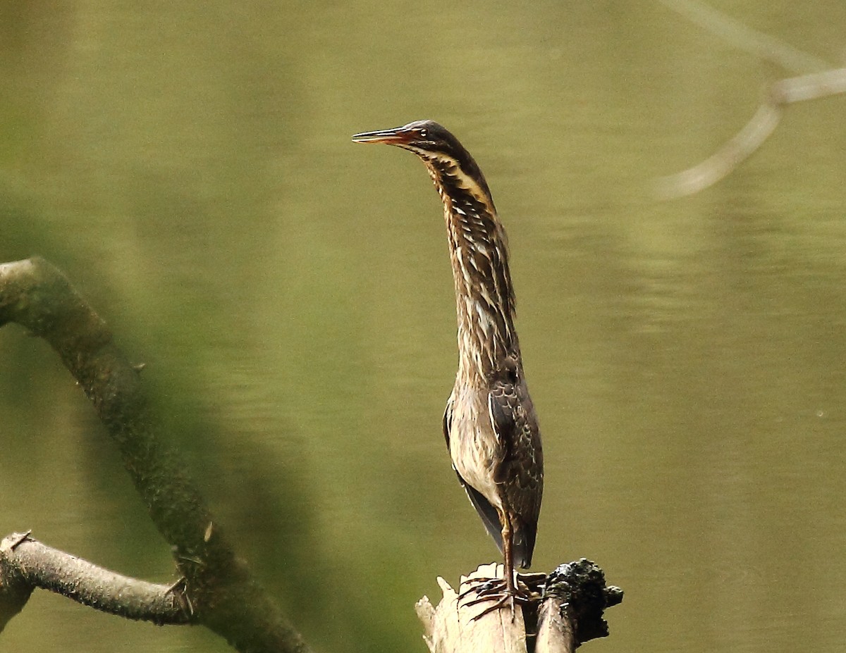 Black Bittern - ML73512881