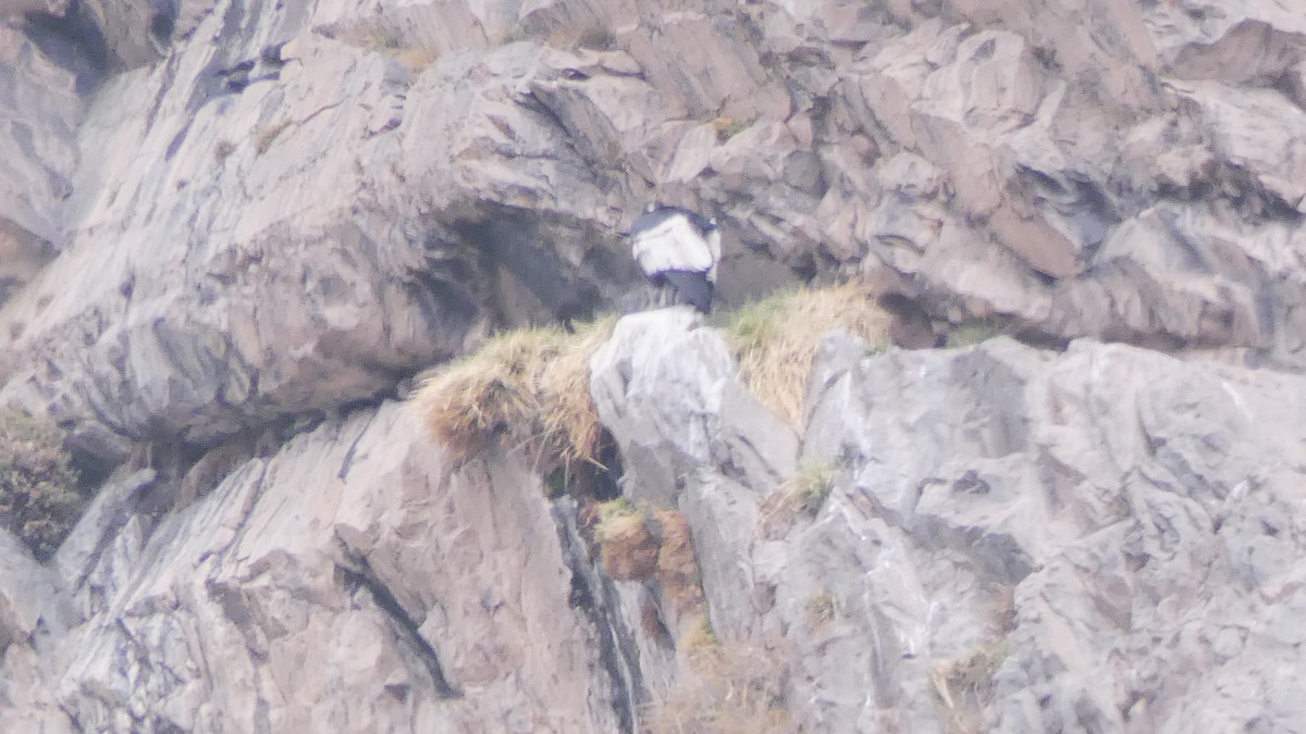 Andean Condor - ML73512971