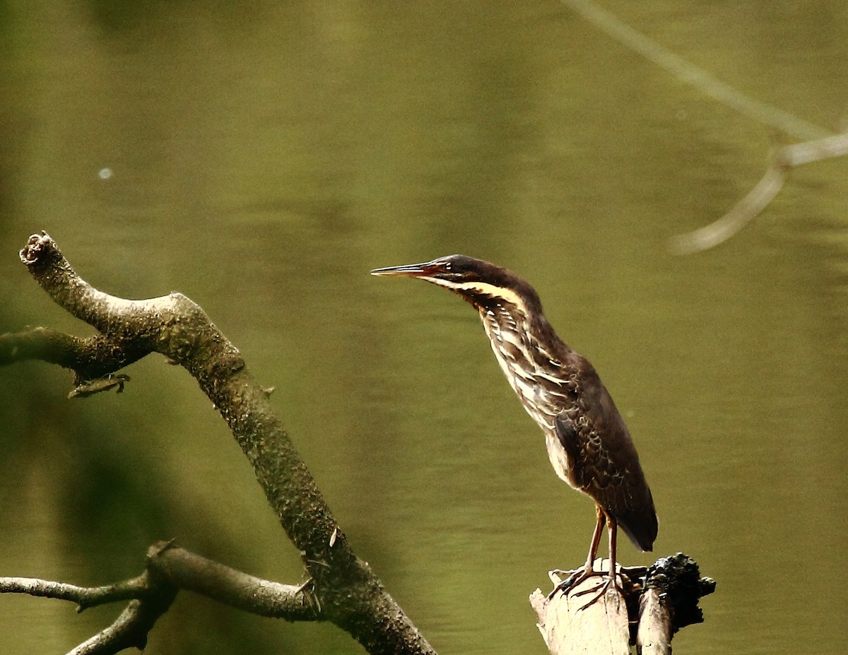 Black Bittern - ML73513191