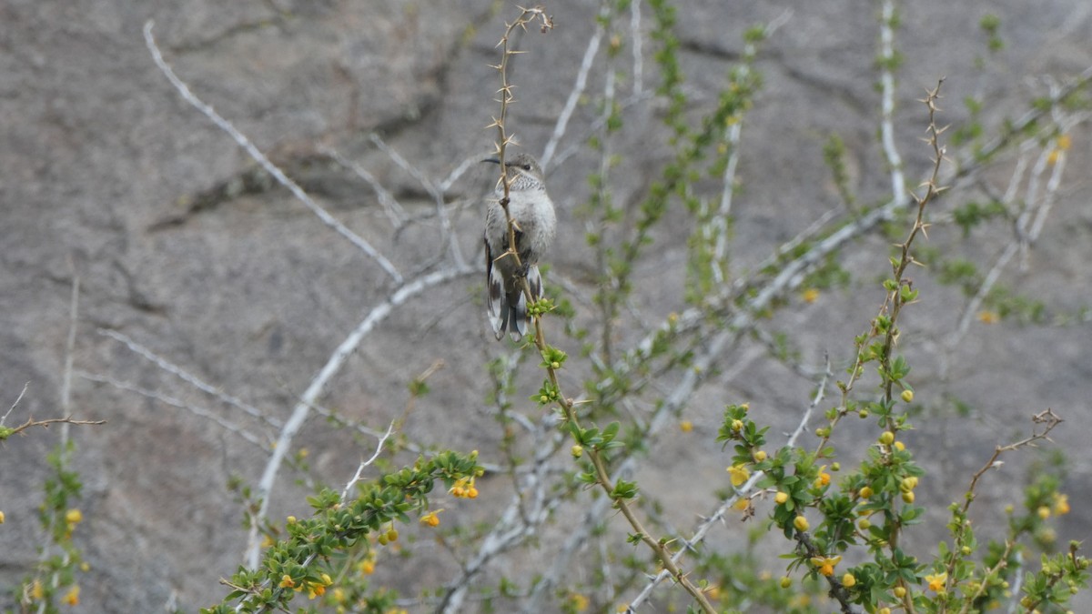 White-sided Hillstar - ML73513271