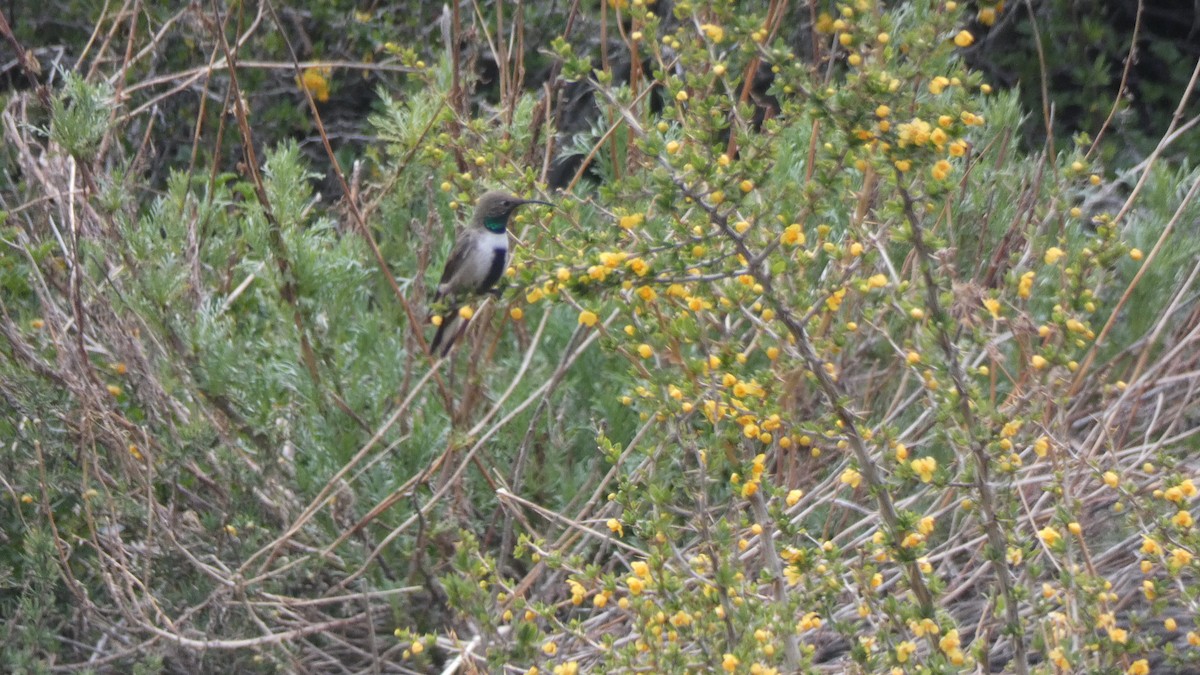White-sided Hillstar - ML73513381