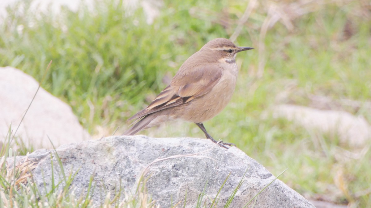 Buff-winged Cinclodes - ML73513651