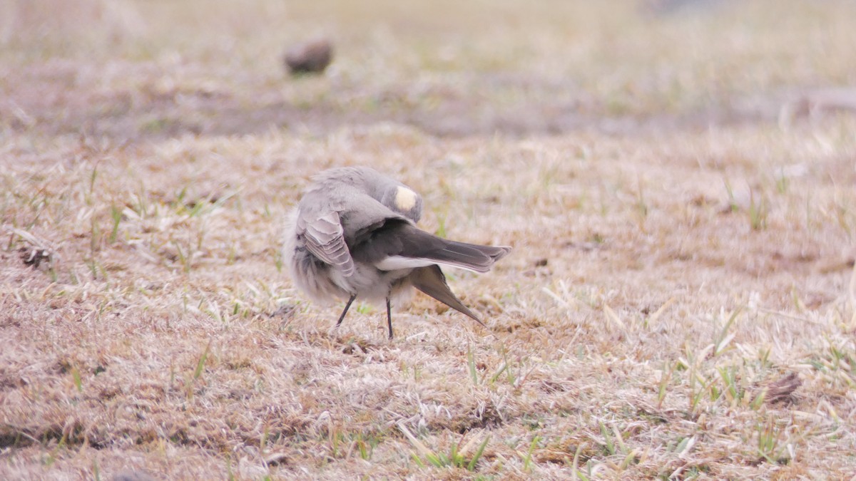 Ochre-naped Ground-Tyrant - ML73513771