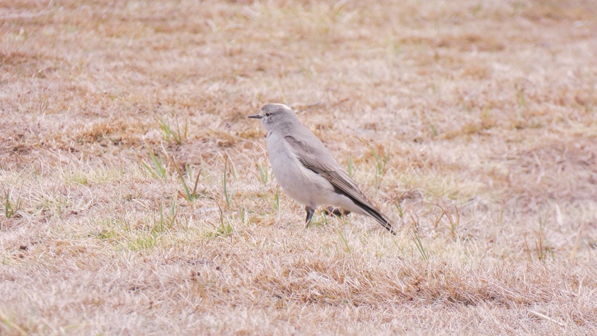 Ochre-naped Ground-Tyrant - ML73513831