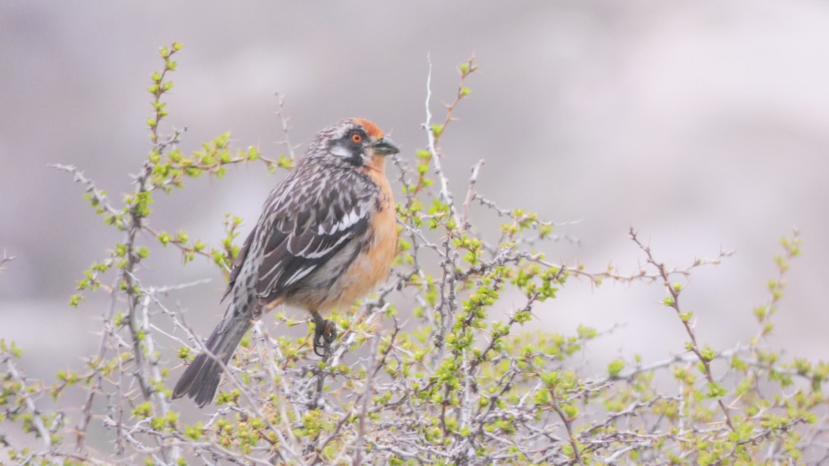 Rufous-tailed Plantcutter - ML73513941