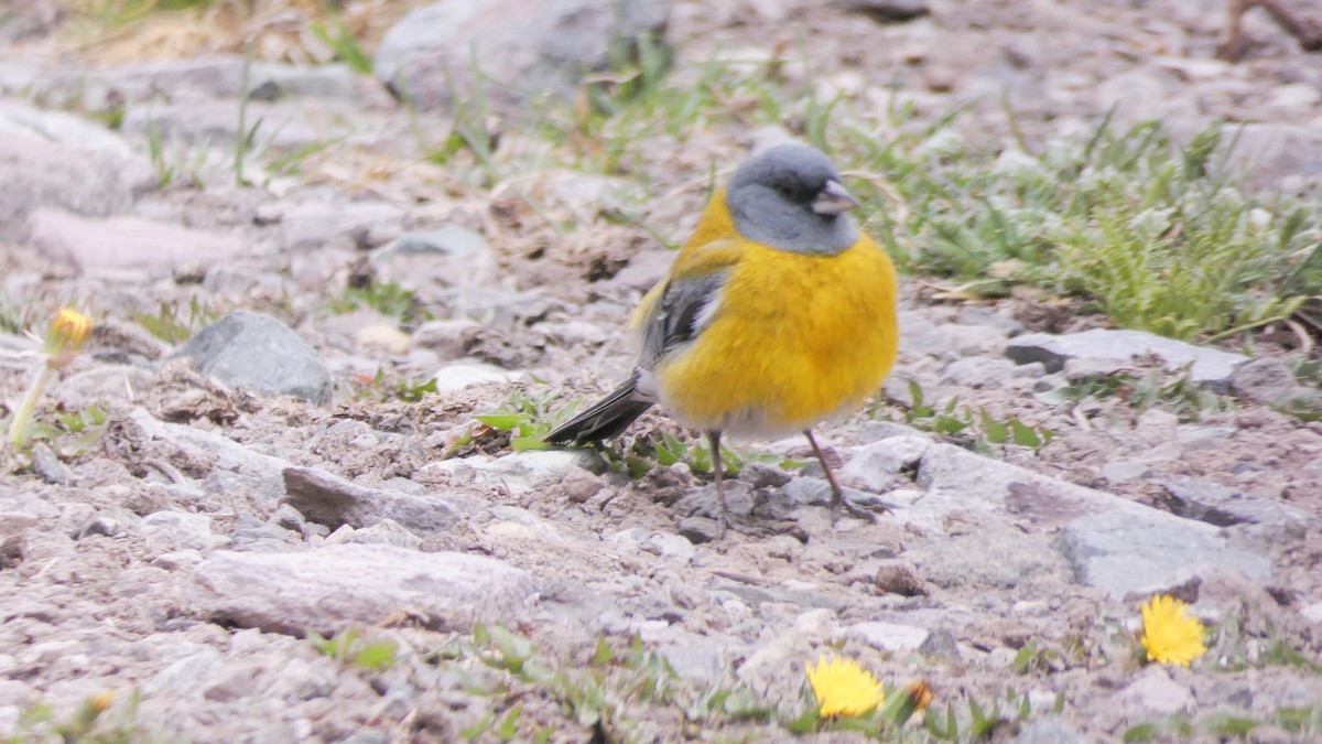 Gray-hooded Sierra Finch - ML73514111