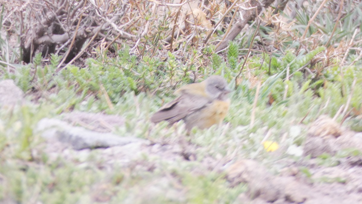 Gray-hooded Sierra Finch - ML73514171