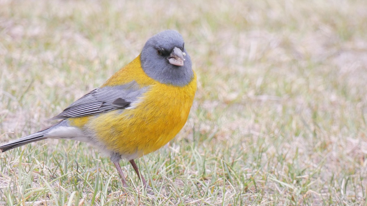 Gray-hooded Sierra Finch - ML73514231