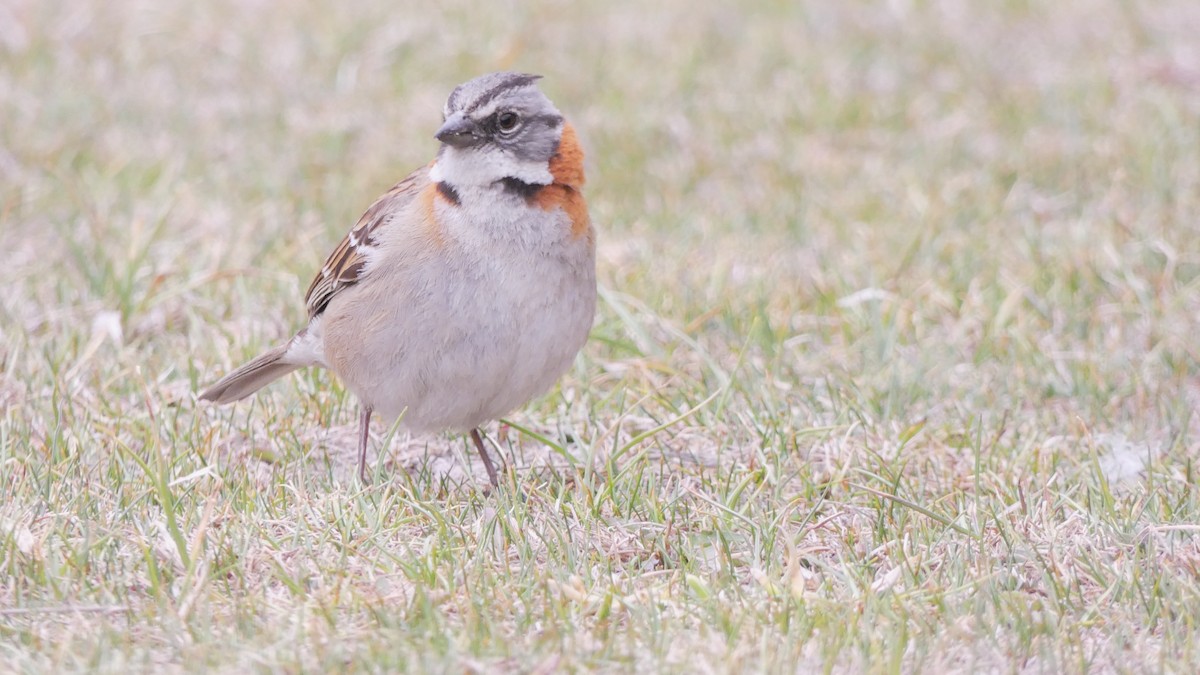 Rufous-collared Sparrow - ML73514521