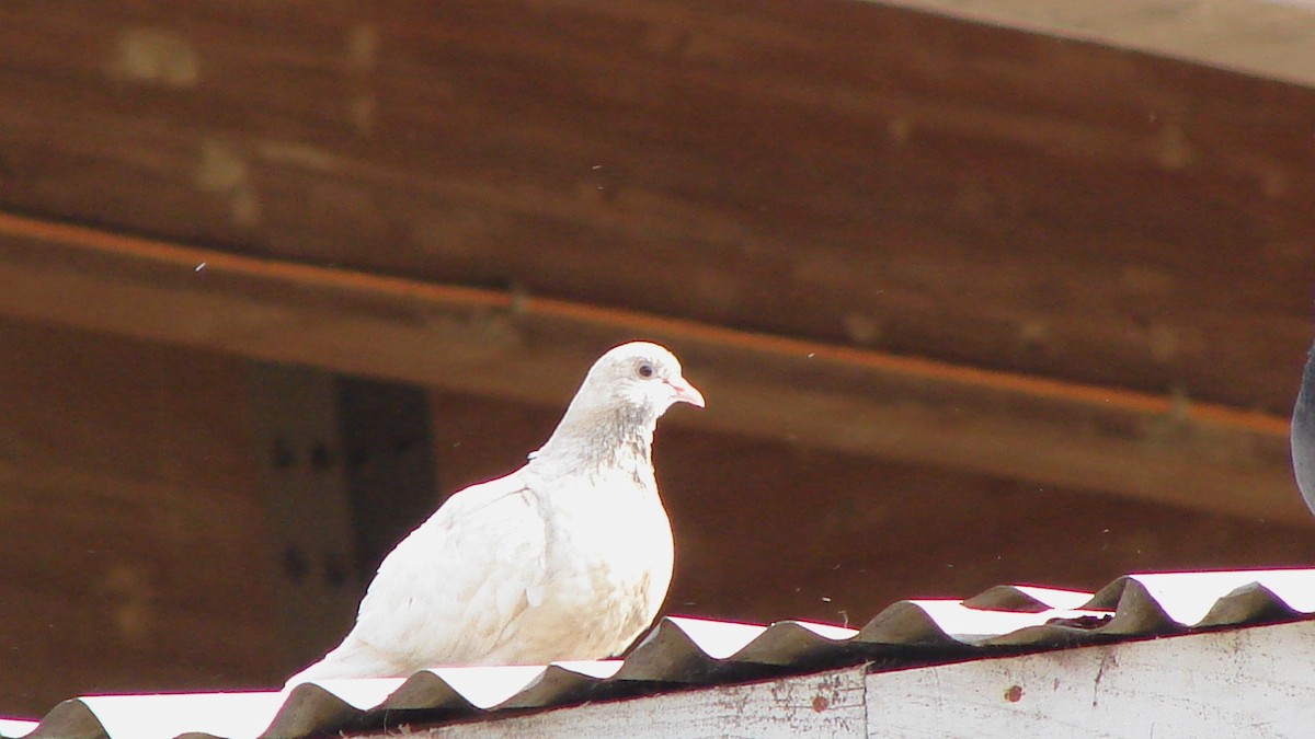 Pigeon biset (forme domestique) - ML73515141