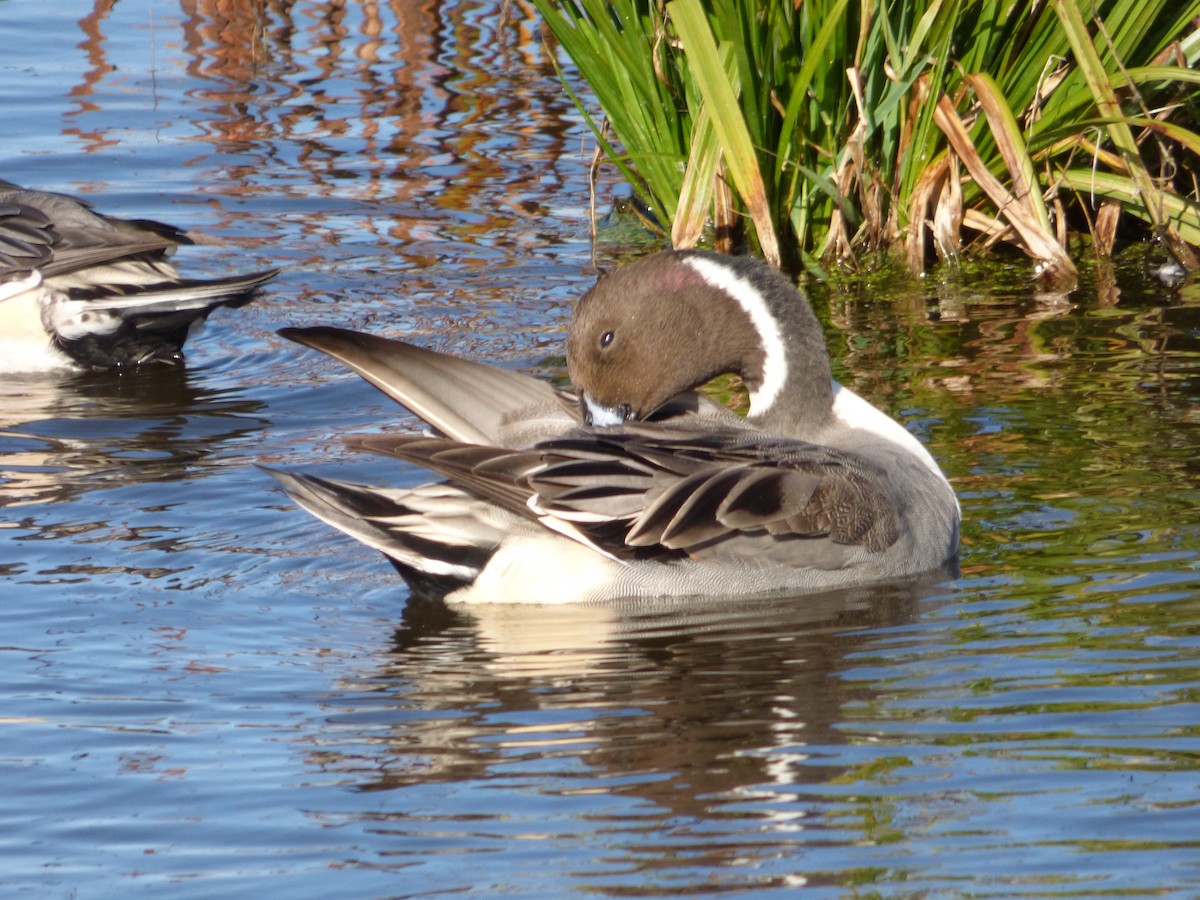 Northern Pintail - Ryan Sallmann