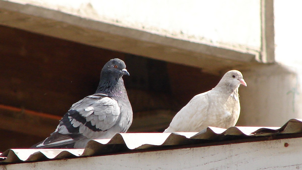 Rock Pigeon (Feral Pigeon) - ML73515421