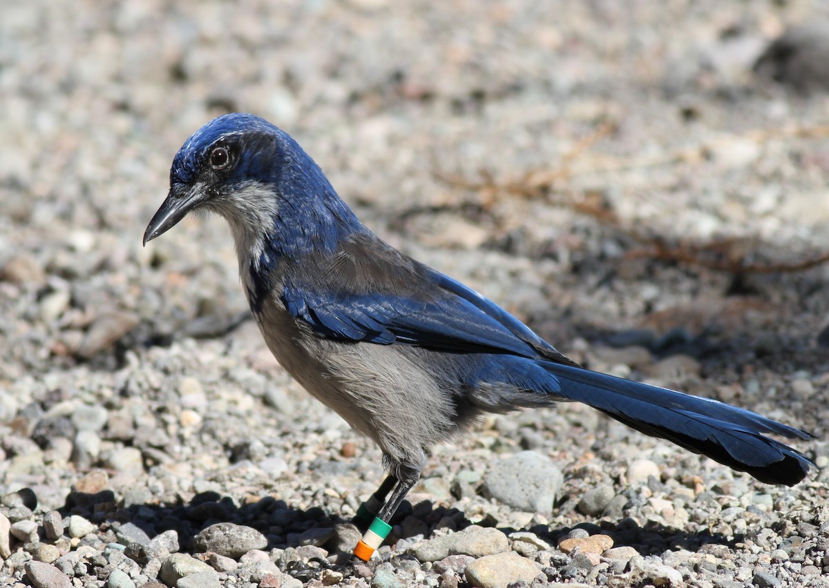 Island Scrub-Jay - ML73515431