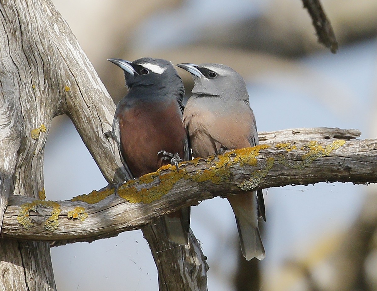 White-browed Woodswallow - Kris Bernard