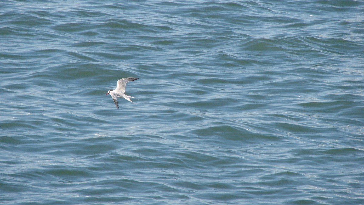 South American Tern - ML73516591
