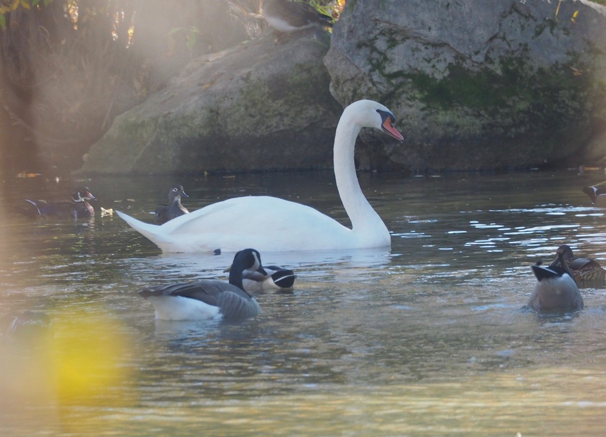 Mute Swan - ML73517261