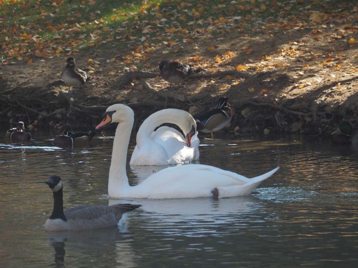 Mute Swan - ML73517321