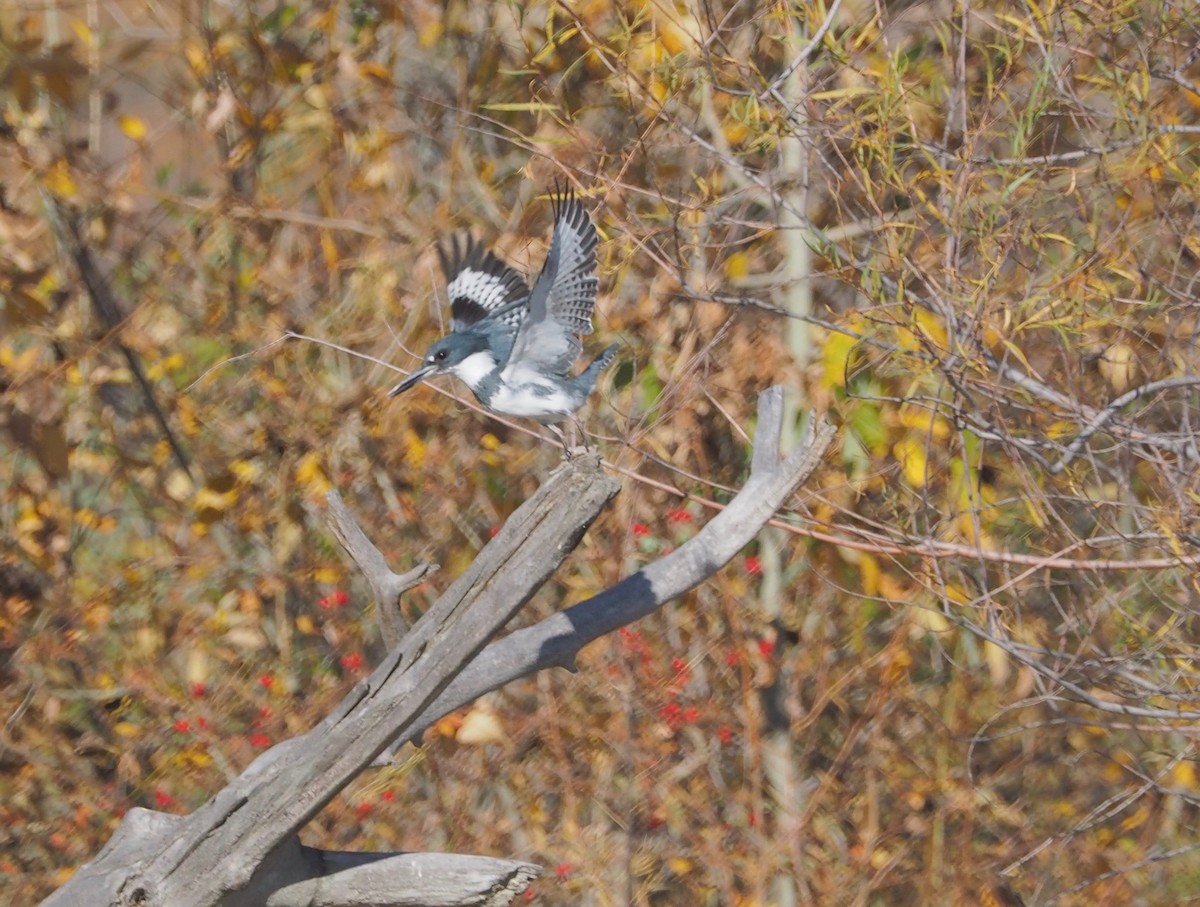 Belted Kingfisher - ML73517591