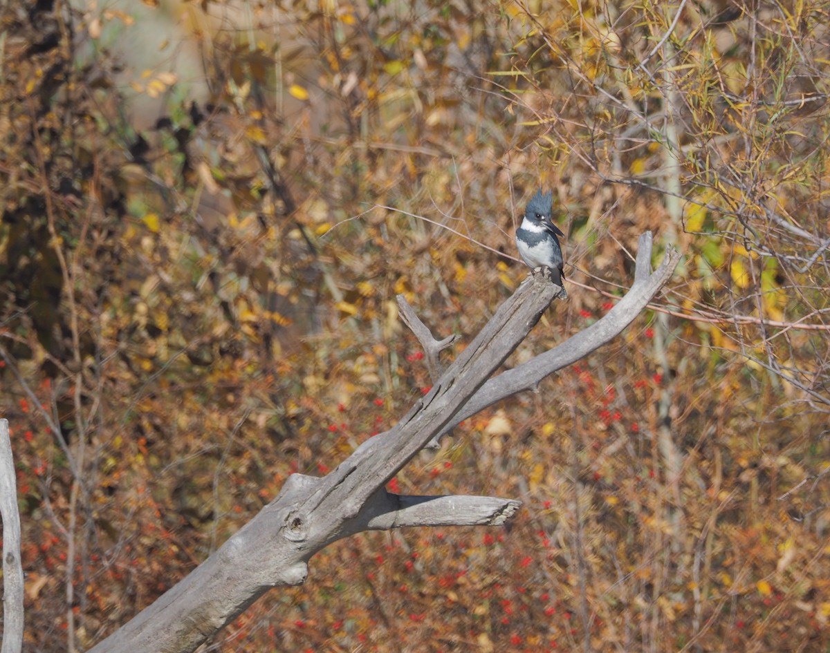 Belted Kingfisher - ML73517601