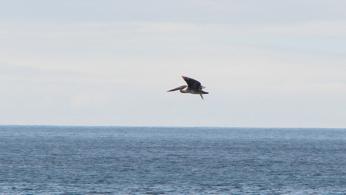 pelikán chilský - ML73517631