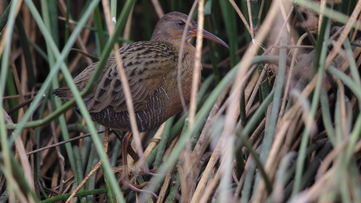 Ridgway's Rail - ML73517971