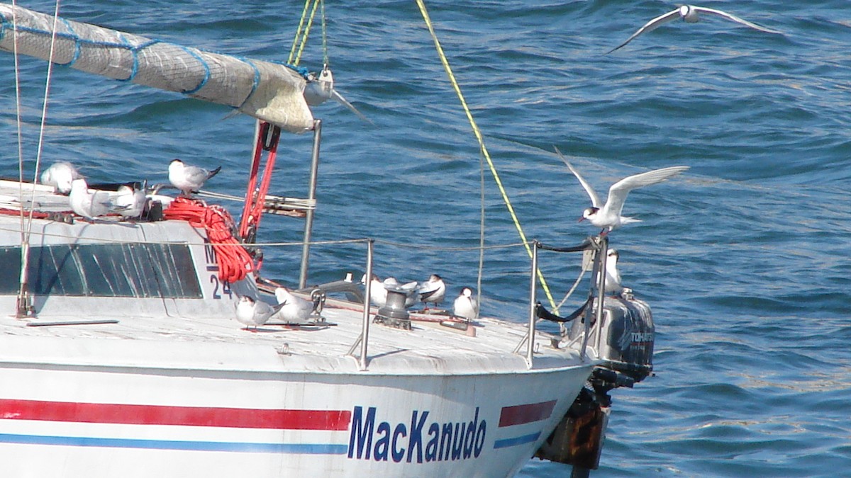 South American Tern - COA  Valparaíso