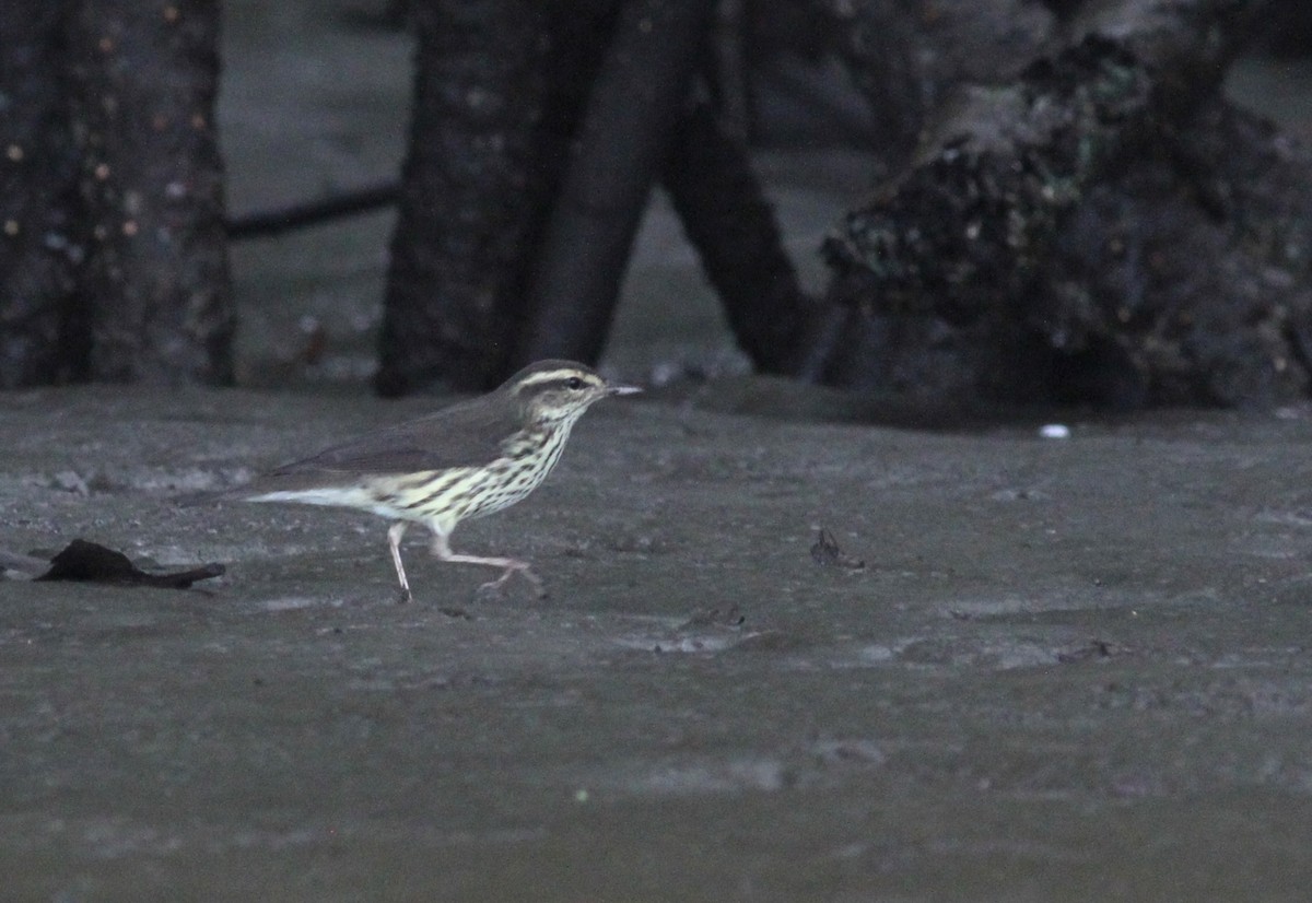 Northern Waterthrush - ML73518221