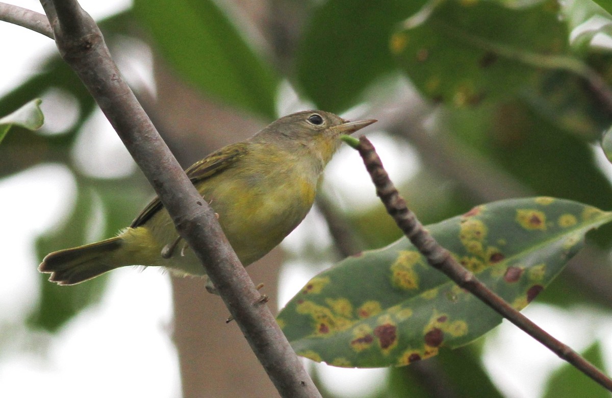 gulparula (erithachorides gr.) (mangroveparula) - ML73519311