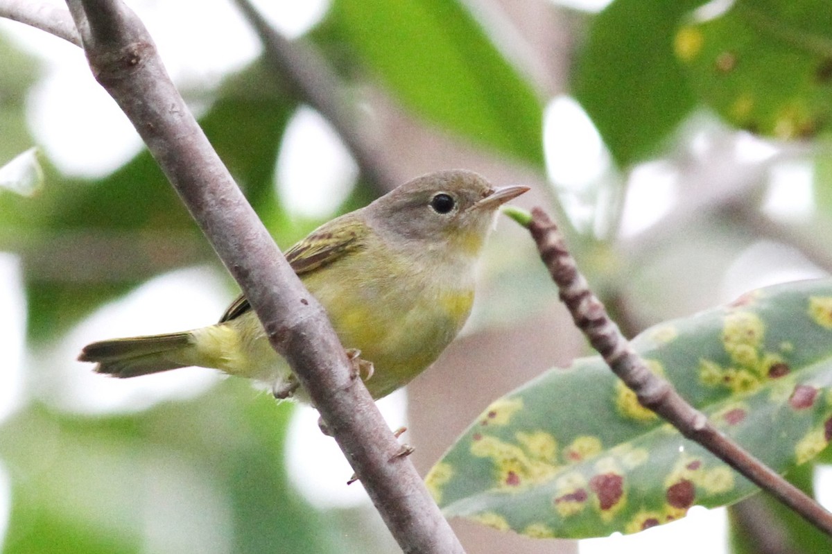 gulparula (erithachorides gr.) (mangroveparula) - ML73519321