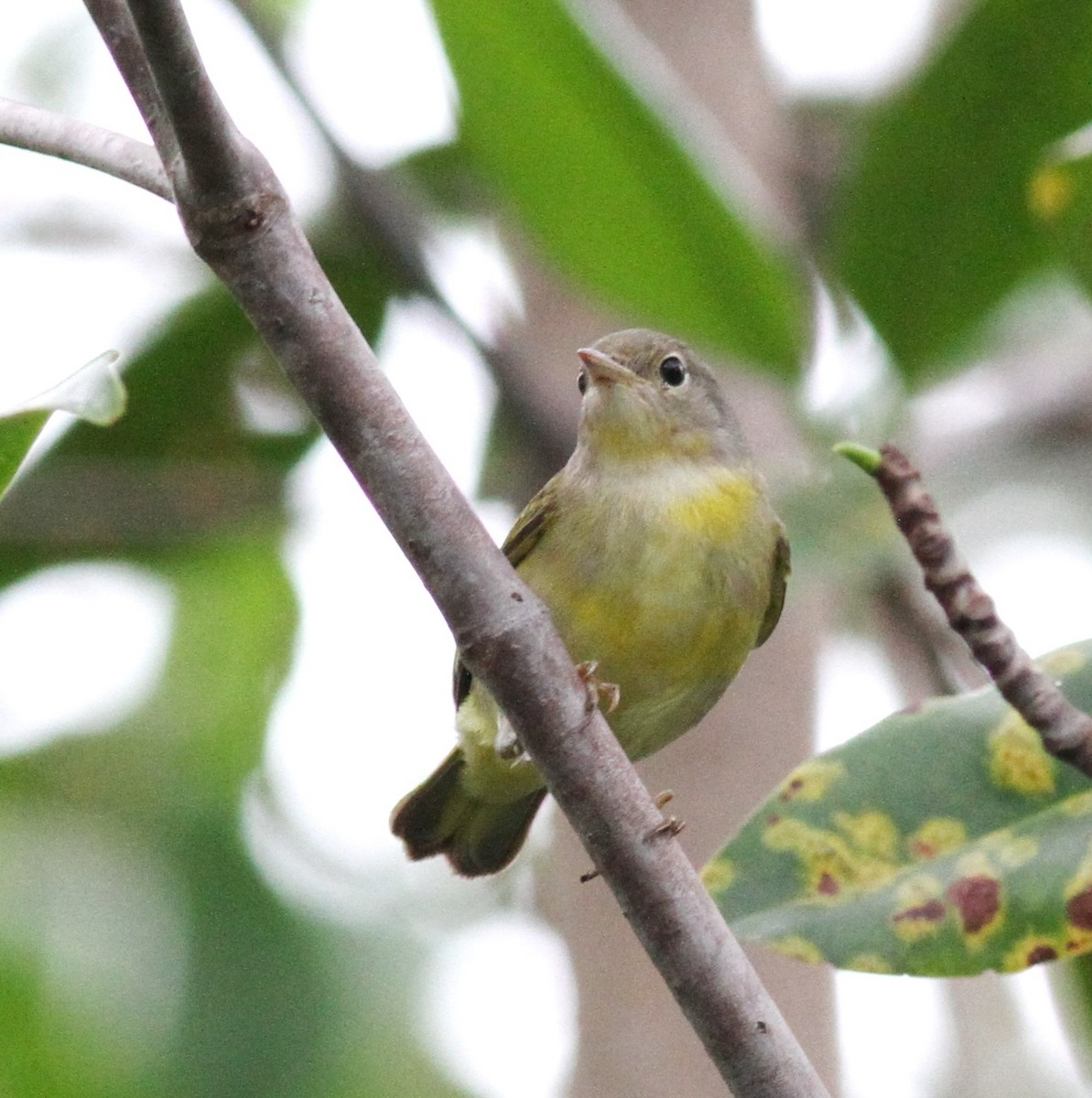 Yellow Warbler (Mangrove) - ML73519331