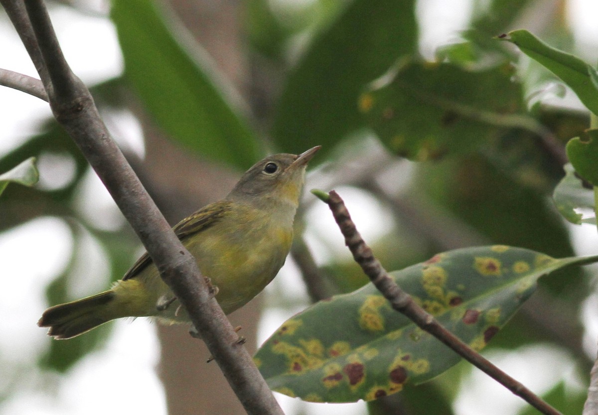 gulparula (erithachorides gr.) (mangroveparula) - ML73519341