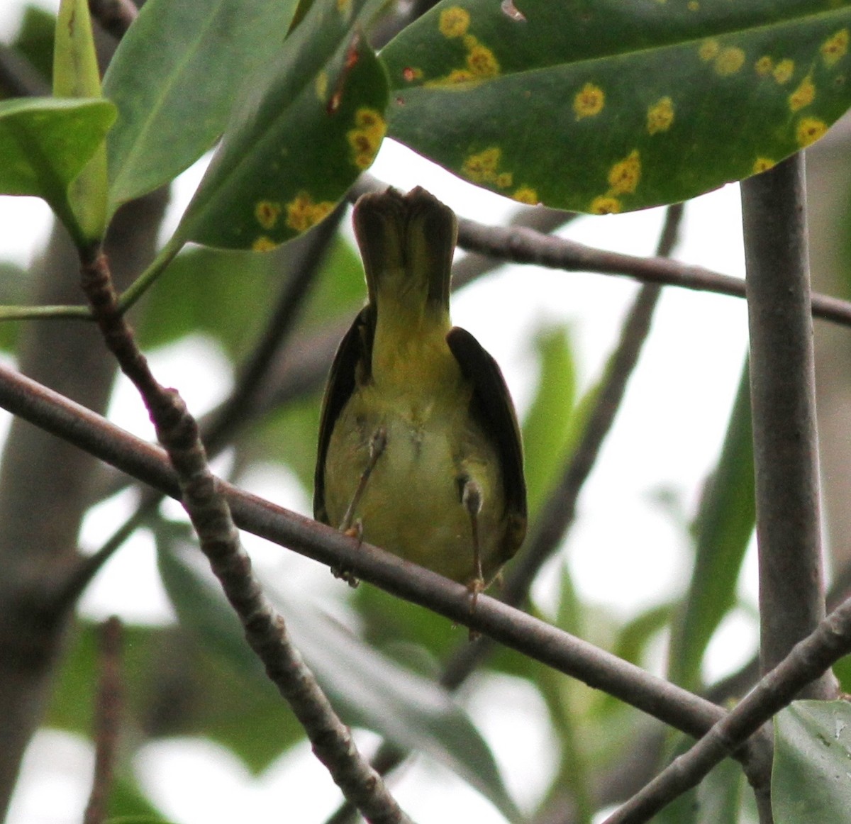 Yellow Warbler (Mangrove) - ML73519351
