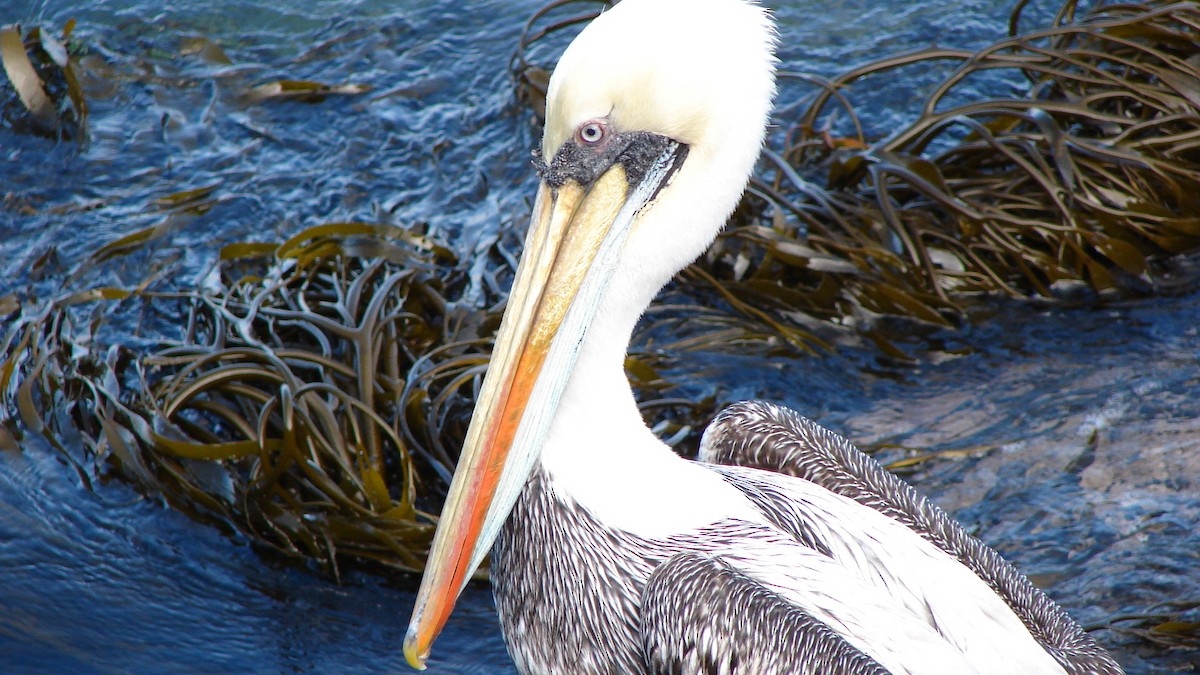 Peruvian Pelican - ML73519621