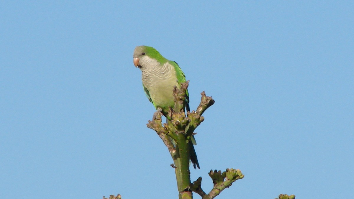 Monk Parakeet - ML73520281