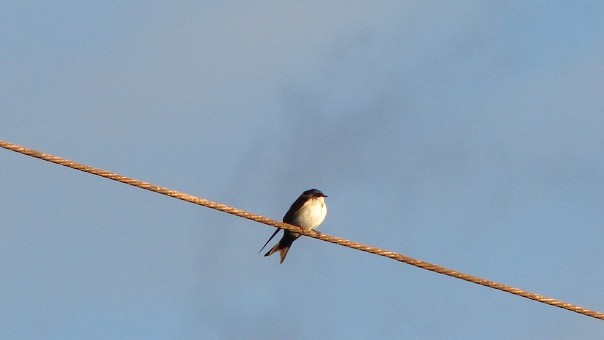 Blue-and-white Swallow - ML73520901