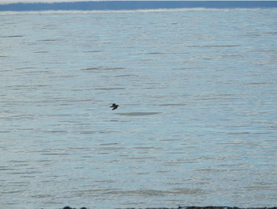 Purple Sandpiper - ML73522091