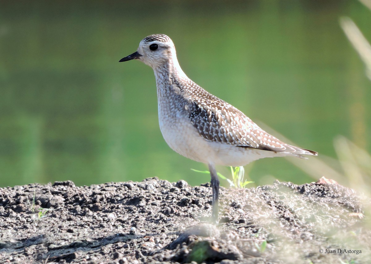 American Golden-Plover - ML73522551