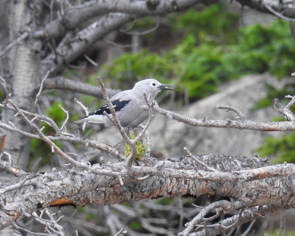 Clark's Nutcracker - ML73523251