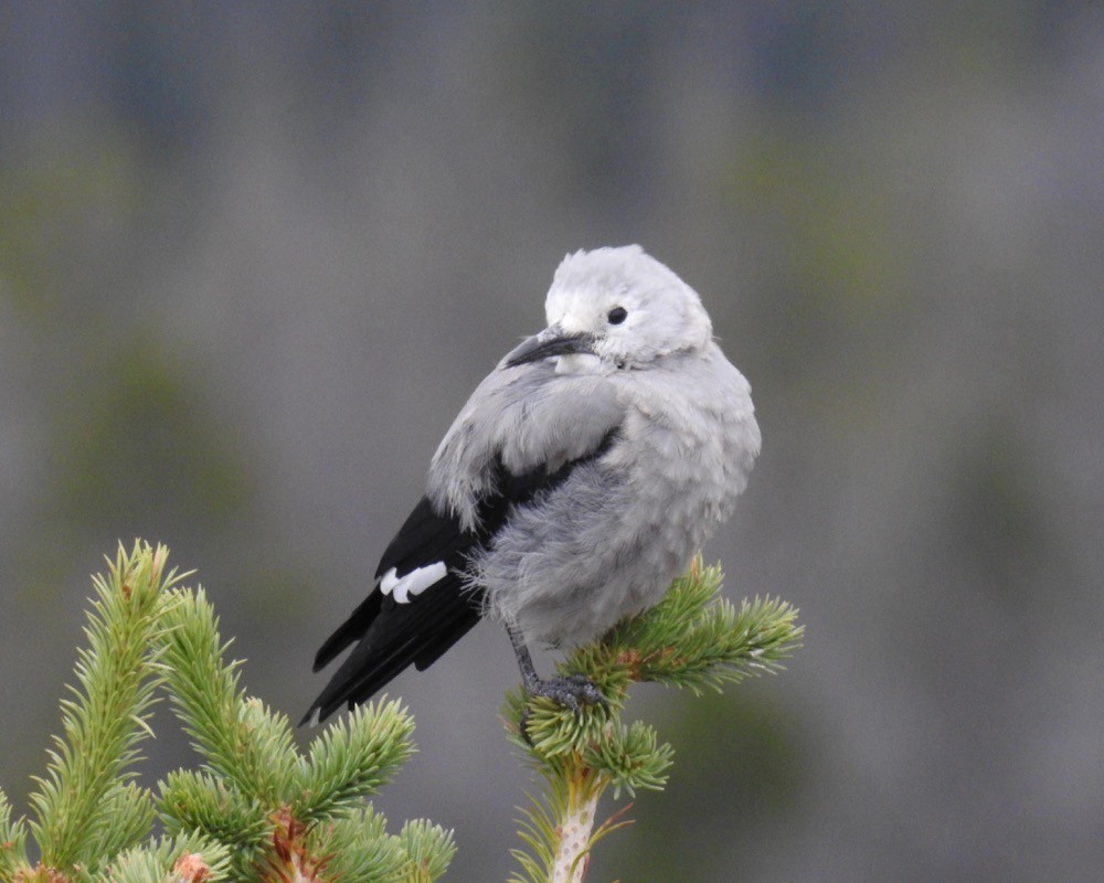 Clark's Nutcracker - ML73523271