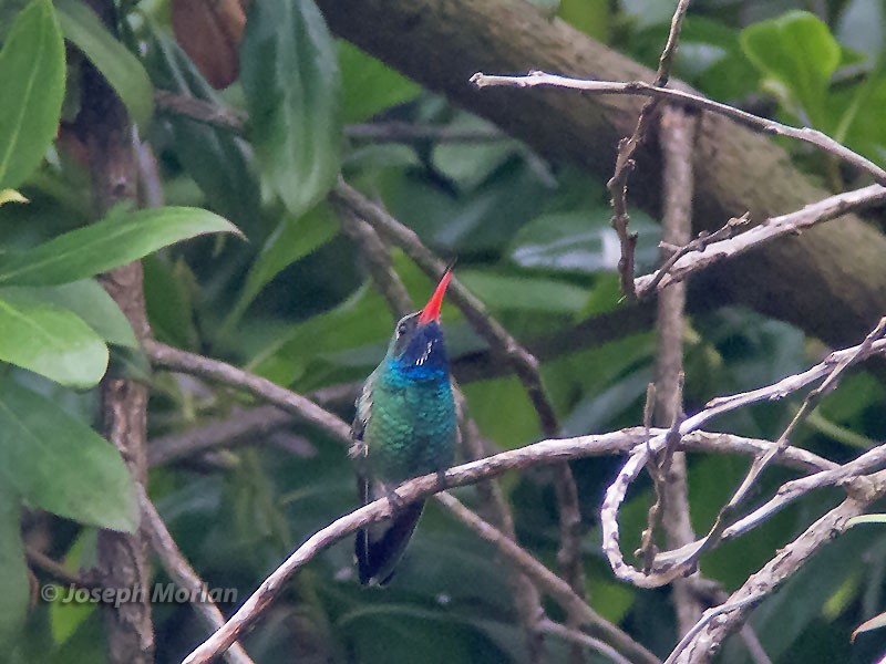 Broad-billed Hummingbird - Joseph Morlan