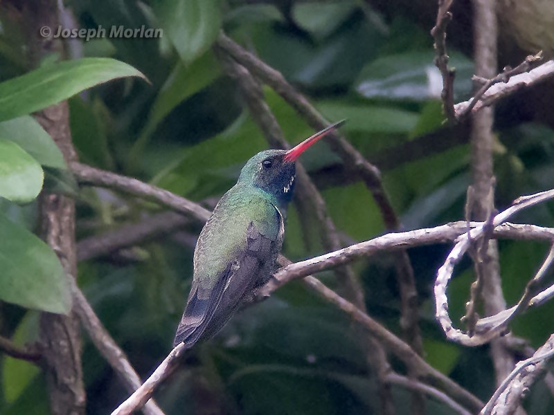 Colibrí Piquiancho Común - ML73523591