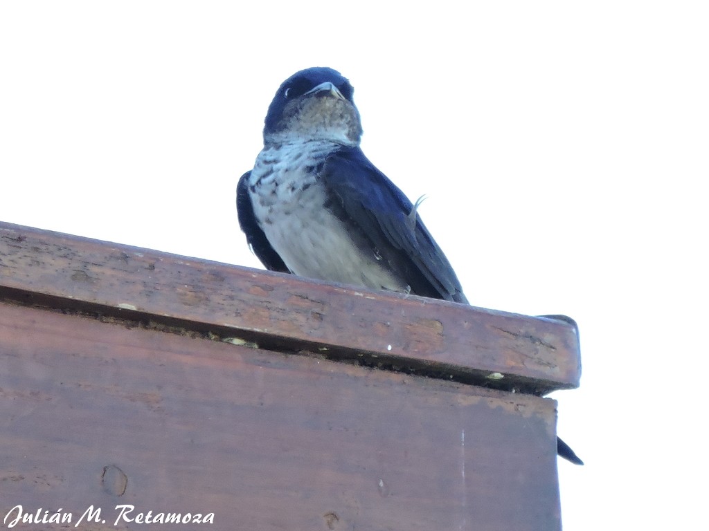 Gray-breasted Martin - Aves de Formosa